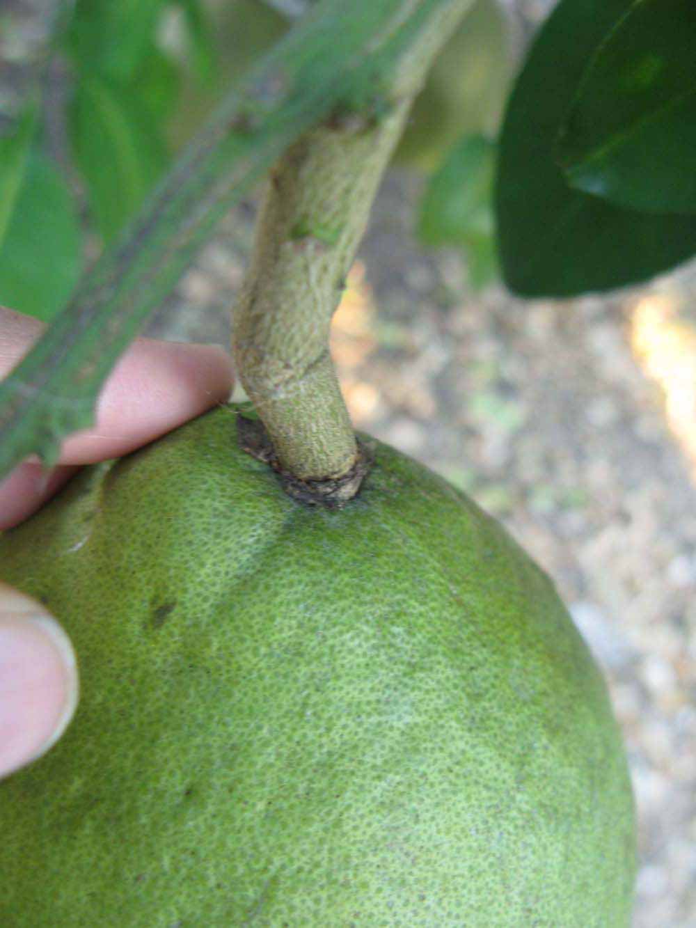              Immature fruit (Sha Tian You, Winter Haven,   FL)   